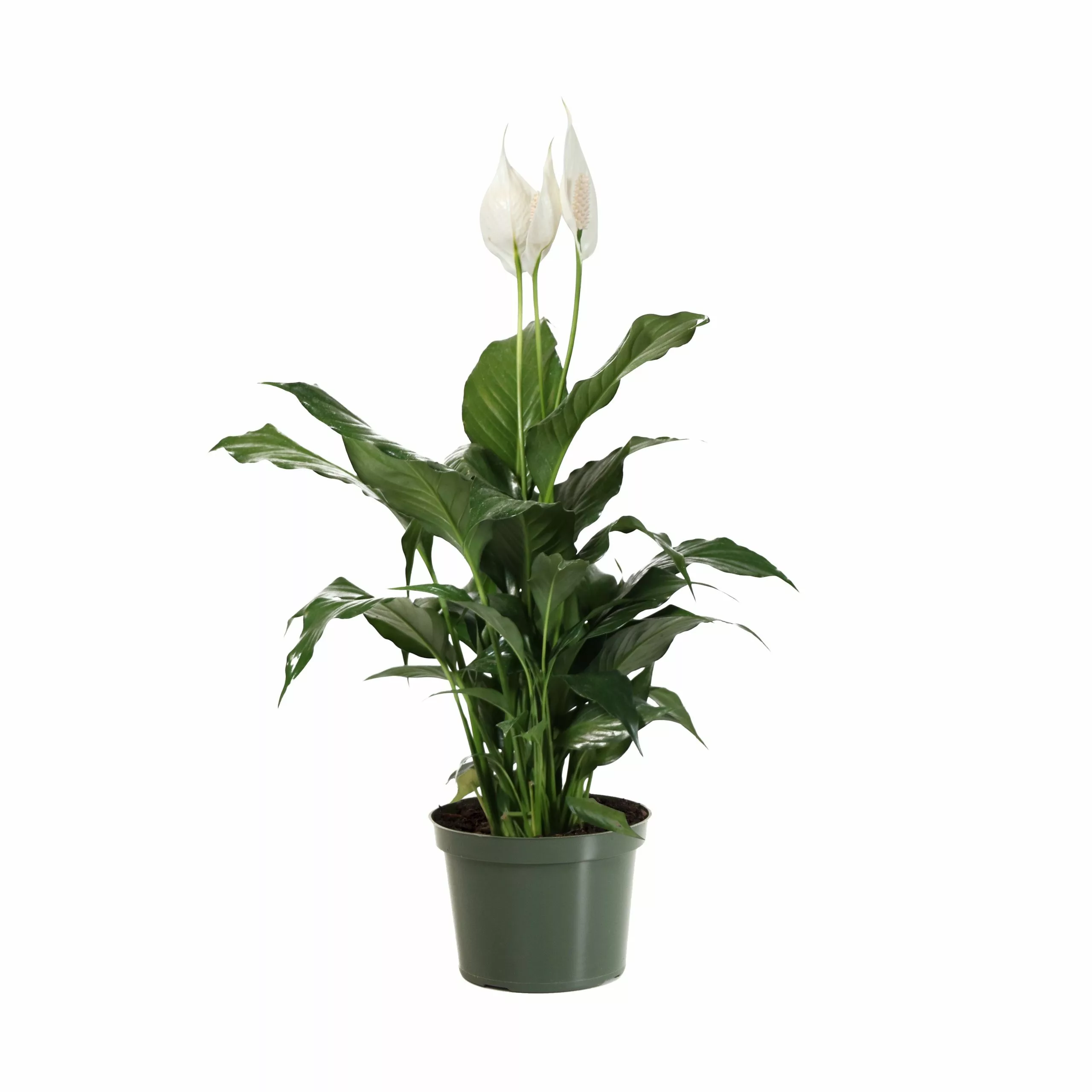 Brighter Blooms SHOP ALL Peace Lily 6 Brighter Blooms SHOP ALL Peace Lily