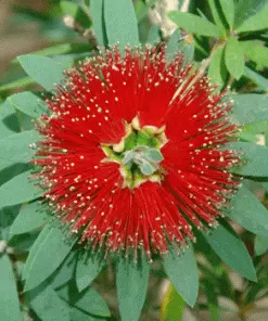 Brighter Blooms SHOP ALL Little John Dwarf Bottlebrush