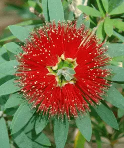 Brighter Blooms SHOP ALL Little John Dwarf Bottlebrush