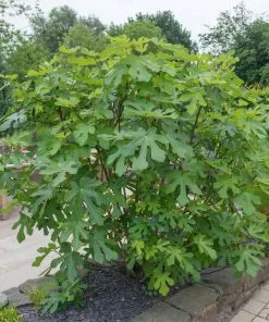 Brighter Blooms LSU Purple Fig Tree Fruit Trees 5 Brighter Blooms LSU Purple Fig Tree Fruit Trees