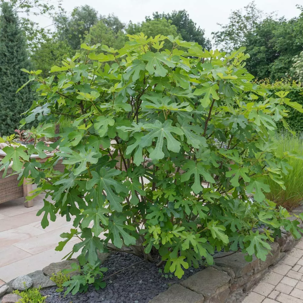 Brighter Blooms LSU Purple Fig Tree Fruit Trees 3 Brighter Blooms LSU Purple Fig Tree Fruit Trees