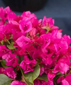 Brighter Blooms La Jolla Bougainvillea SHOP ALL 6 Brighter Blooms La Jolla Bougainvillea SHOP ALL
