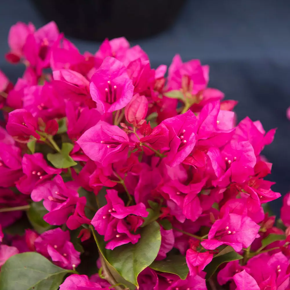 Brighter Blooms La Jolla Bougainvillea SHOP ALL 3 Brighter Blooms La Jolla Bougainvillea SHOP ALL