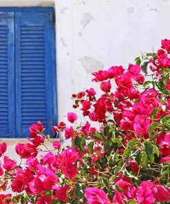 Brighter Blooms La Jolla Bougainvillea SHOP ALL 7 Brighter Blooms La Jolla Bougainvillea SHOP ALL