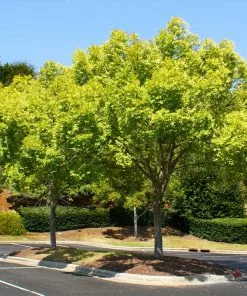 Brighter Blooms Shade Trees Lacebark Chinese Elm Tree 8 Brighter Blooms Shade Trees Lacebark Chinese Elm Tree
