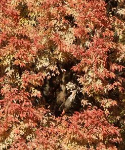 Brighter Blooms Shade Trees Lacebark Chinese Elm Tree 9 Brighter Blooms Shade Trees Lacebark Chinese Elm Tree