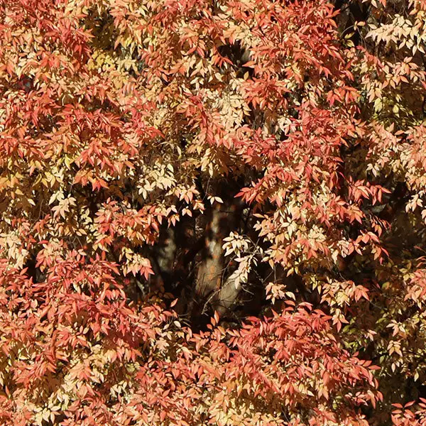 Brighter Blooms Shade Trees Lacebark Chinese Elm Tree 5 Brighter Blooms Shade Trees Lacebark Chinese Elm Tree