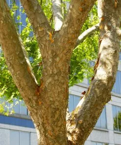 Brighter Blooms Shade Trees Lacebark Chinese Elm Tree 7 Brighter Blooms Shade Trees Lacebark Chinese Elm Tree