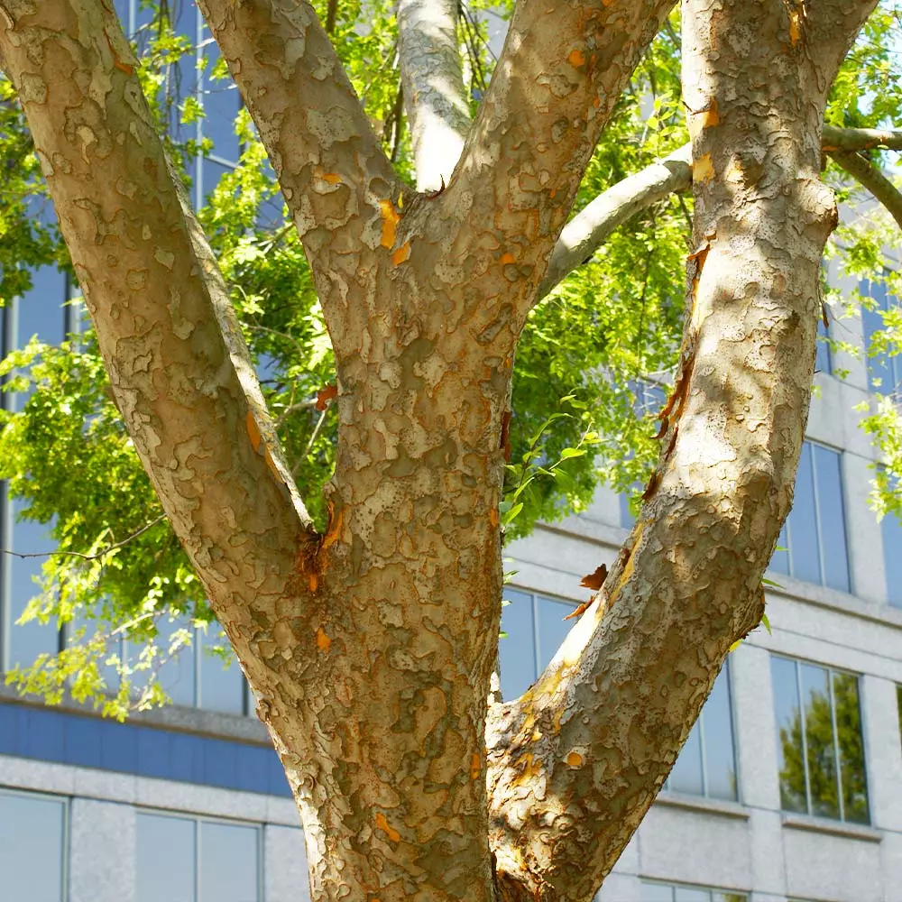 Brighter Blooms Shade Trees Lacebark Chinese Elm Tree 3 Brighter Blooms Shade Trees Lacebark Chinese Elm Tree