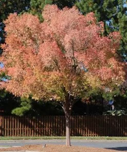 Brighter Blooms Shade Trees Lacebark Chinese Elm Tree