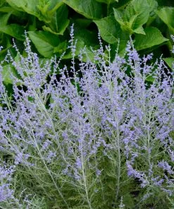 Brighter Blooms Lacey Blue Russian Sage 5 Brighter Blooms Lacey Blue Russian Sage
