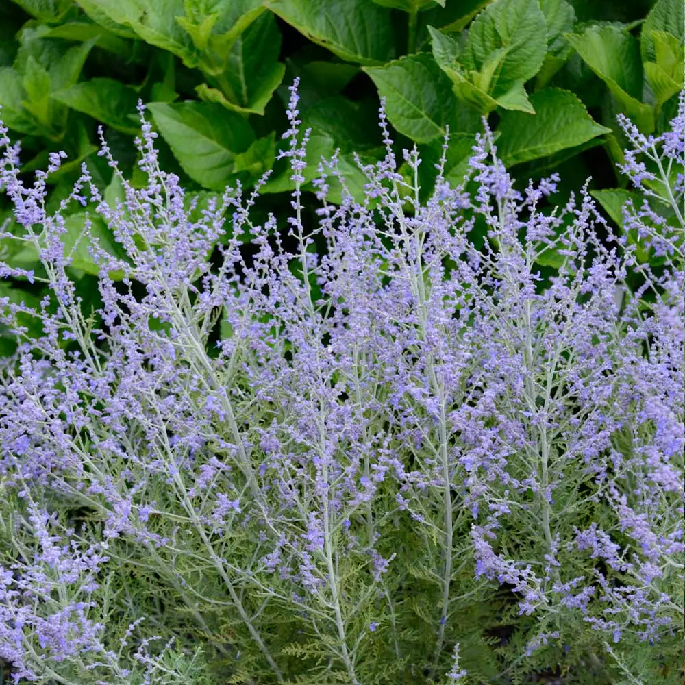 Brighter Blooms Lacey Blue Russian Sage 3 Brighter Blooms Lacey Blue Russian Sage