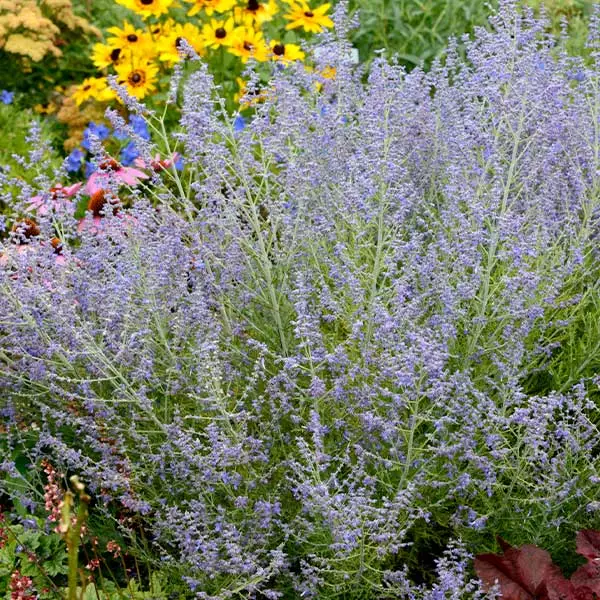 Brighter Blooms Lacey Blue Russian Sage 1 Brighter Blooms Lacey Blue Russian Sage
