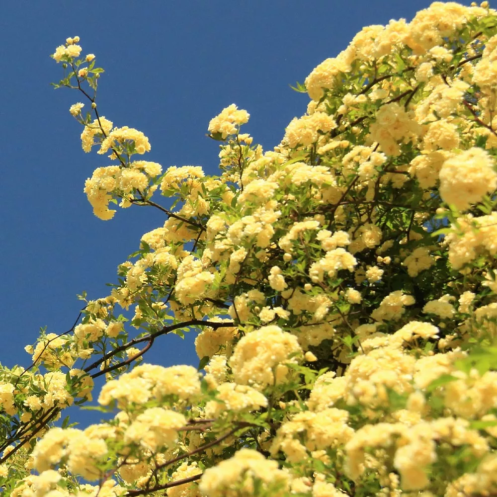 Brighter Blooms Lady Banks Climbing Rose Roses 3 Brighter Blooms Lady Banks Climbing Rose Roses