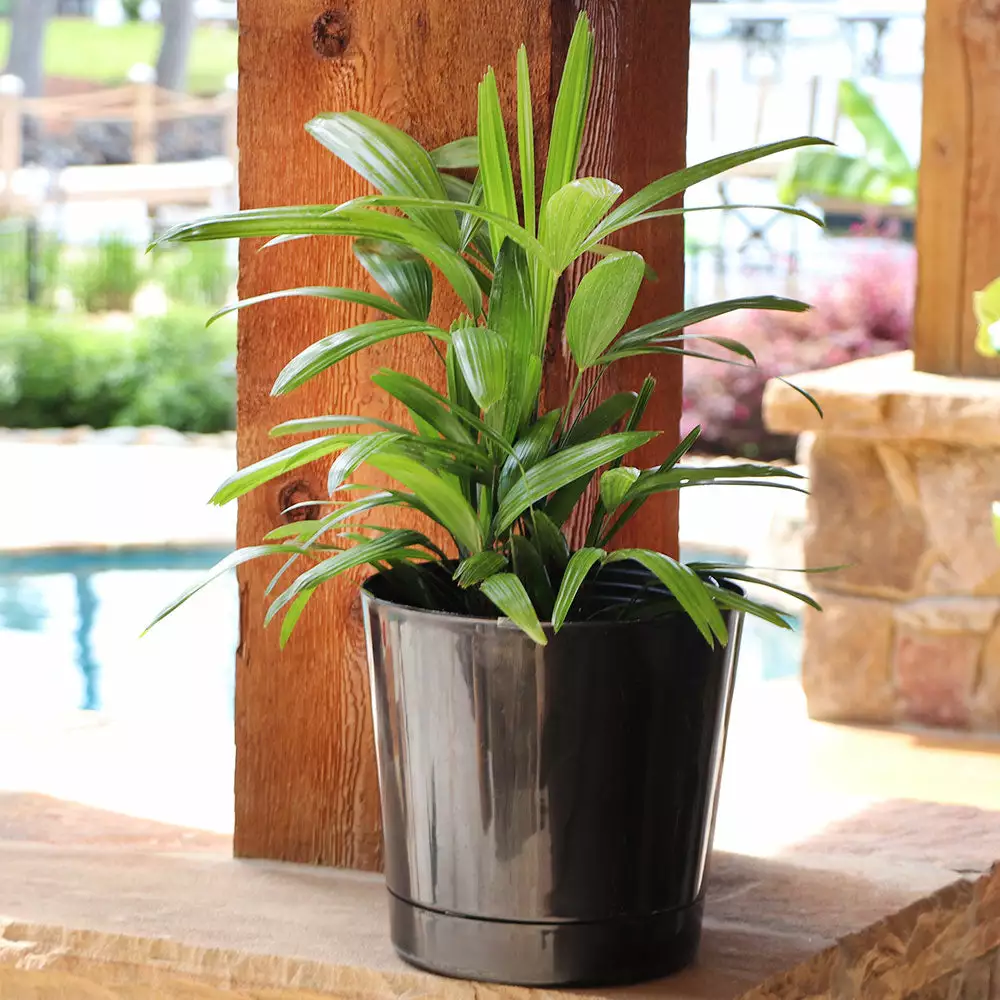 Brighter Blooms Lady Palm Tree Palm Trees 7 Brighter Blooms Lady Palm Tree Palm Trees