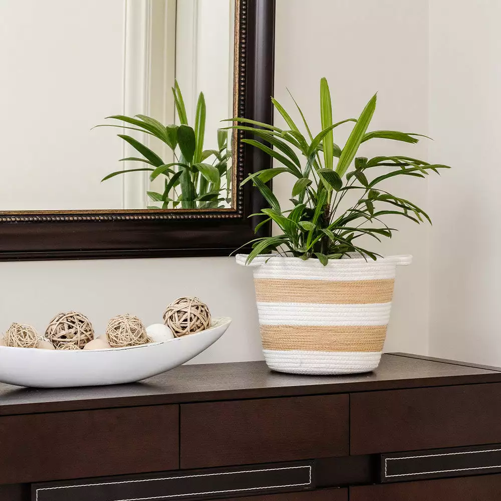 Brighter Blooms Lady Palm Tree Palm Trees 6 Brighter Blooms Lady Palm Tree Palm Trees