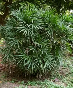 Brighter Blooms Lady Palm Tree Palm Trees 10 Brighter Blooms Lady Palm Tree Palm Trees