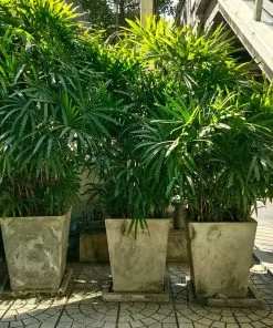 Brighter Blooms Lady Palm Tree Palm Trees 11 Brighter Blooms Lady Palm Tree Palm Trees