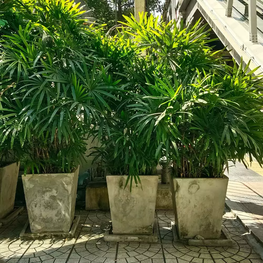 Brighter Blooms Lady Palm Tree Palm Trees 4 Brighter Blooms Lady Palm Tree Palm Trees