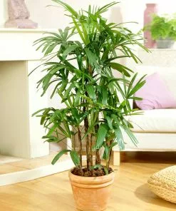 Brighter Blooms Lady Palm Tree Palm Trees