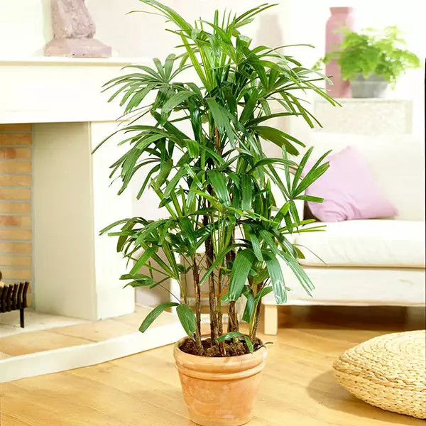 Brighter Blooms Lady Palm Tree Palm Trees 1 Brighter Blooms Lady Palm Tree Palm Trees