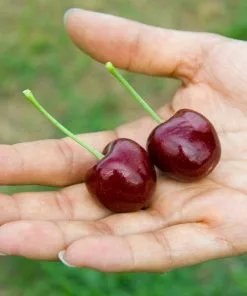 Brighter Blooms Lapins Cherry Tree 6 Brighter Blooms Lapins Cherry Tree
