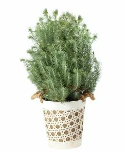 Brighter Blooms Italian Stone Pine Tree In Decorative Pot Shrubs & Hedges