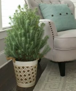 Brighter Blooms Italian Stone Pine Tree In Decorative Pot Shrubs & Hedges