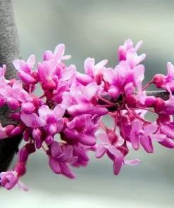 BrighterBlooms.com Lavender Twist® Weeping Redbud Tree Flowering Trees 7 BrighterBlooms.com Lavender Twist® Weeping Redbud Tree Flowering Trees