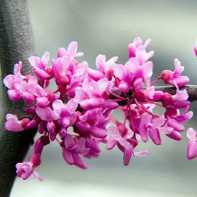 BrighterBlooms.com Lavender Twist® Weeping Redbud Tree Flowering Trees 4 BrighterBlooms.com Lavender Twist® Weeping Redbud Tree Flowering Trees