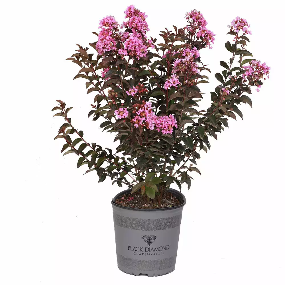 Brighter Blooms Black Diamond® Lavender Lace™ Crape Myrtle Tree 5 Brighter Blooms Black Diamond® Lavender Lace™ Crape Myrtle Tree