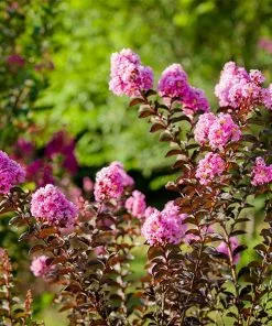 Brighter Blooms Black Diamond® Lavender Lace™ Crape Myrtle Tree 7 Brighter Blooms Black Diamond® Lavender Lace™ Crape Myrtle Tree