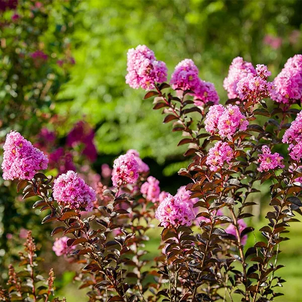 Brighter Blooms Black Diamond® Lavender Lace™ Crape Myrtle Tree 3 Brighter Blooms Black Diamond® Lavender Lace™ Crape Myrtle Tree