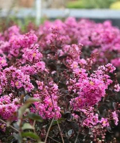 Brighter Blooms Black Diamond® Lavender Lace™ Crape Myrtle Tree