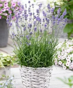 Brighter Blooms Munstead Blue Lavender Plant Perennials 9 Brighter Blooms Munstead Blue Lavender Plant Perennials