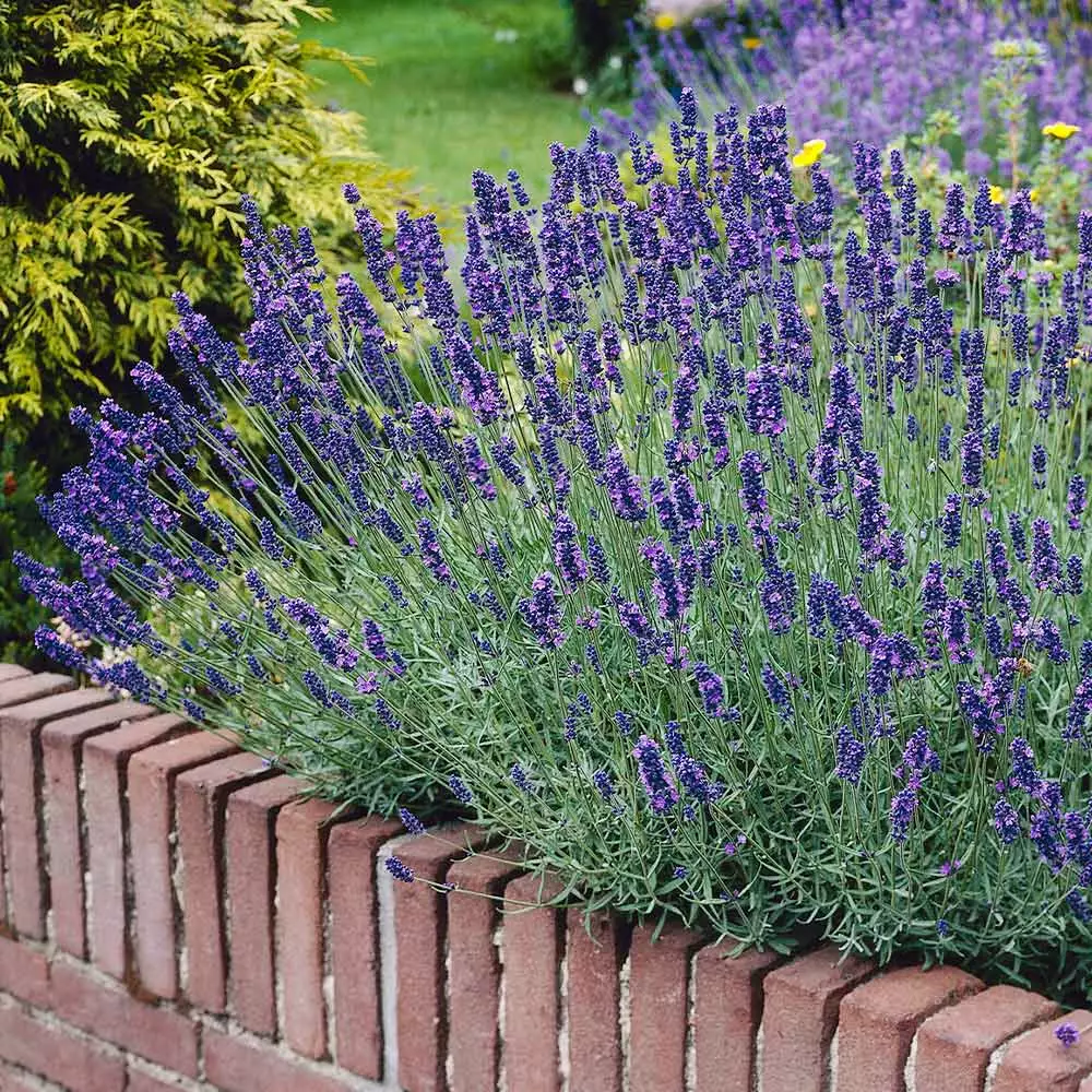 Brighter Blooms Munstead Blue Lavender Plant Perennials 2 Brighter Blooms Munstead Blue Lavender Plant Perennials