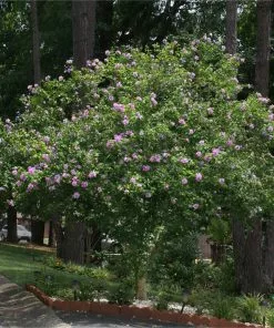Brighter Blooms Lavender Rose Of Sharon Althea Tree