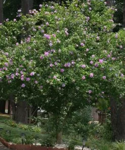 Brighter Blooms Lavender Rose Of Sharon Althea Tree