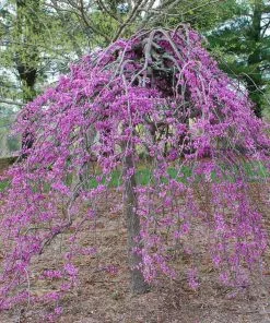 BrighterBlooms.com Lavender Twist® Weeping Redbud Tree Flowering Trees 6 BrighterBlooms.com Lavender Twist® Weeping Redbud Tree Flowering Trees