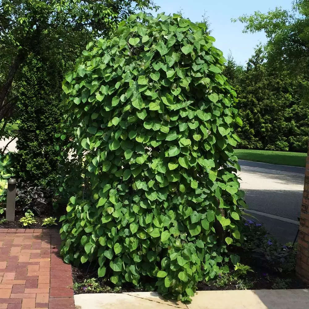 BrighterBlooms.com Lavender Twist® Weeping Redbud Tree Flowering Trees 2 BrighterBlooms.com Lavender Twist® Weeping Redbud Tree Flowering Trees