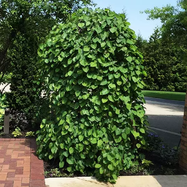 BrighterBlooms.com Lavender Twist® Weeping Redbud Tree Flowering Trees 1 BrighterBlooms.com Lavender Twist® Weeping Redbud Tree Flowering Trees