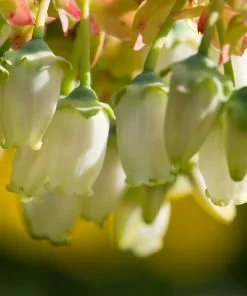 Brighter Blooms Fruit Trees Legacy Blueberry Bush 9 Brighter Blooms Fruit Trees Legacy Blueberry Bush