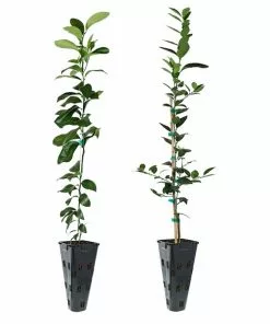 Brighter Blooms Meyer Lemon + Key Lime Tree Pack Citrus Trees