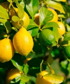 Brighter Blooms Lemon-Lime Citrus Bush Fruit Trees 5 Brighter Blooms Lemon-Lime Citrus Bush Fruit Trees