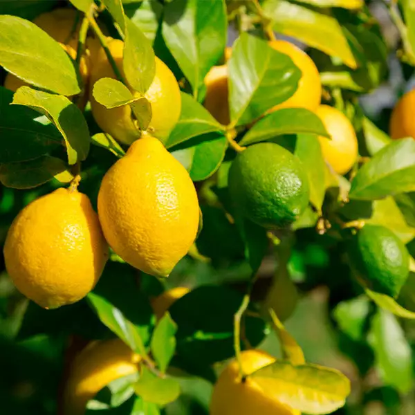 Brighter Blooms Fruit Trees Lemon-Lime Citrus Tree 1 Brighter Blooms Fruit Trees Lemon-Lime Citrus Tree