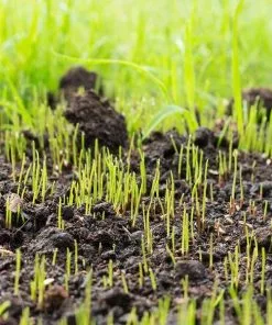 Brighter Blooms Erosion Control Plants Lesco Double Eagle Ryegrass Seed 7 Brighter Blooms Erosion Control Plants Lesco Double Eagle Ryegrass Seed