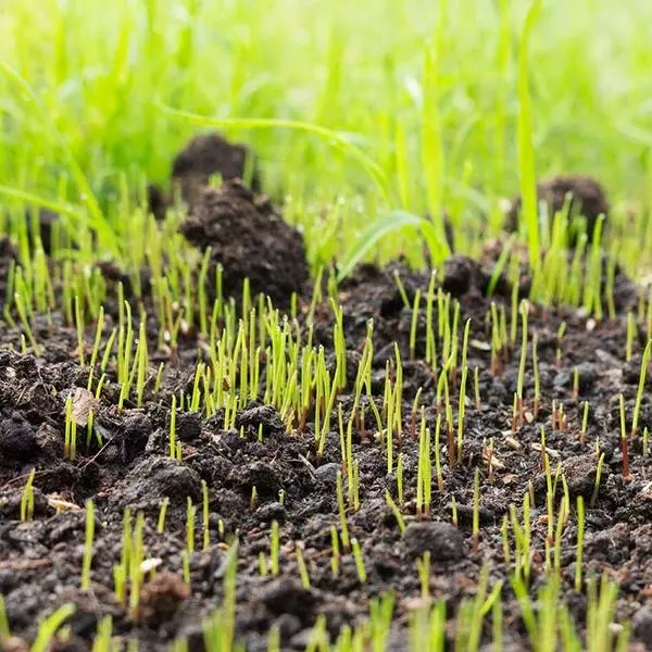 Brighter Blooms Erosion Control Plants Lesco Double Eagle Ryegrass Seed 4 Brighter Blooms Erosion Control Plants Lesco Double Eagle Ryegrass Seed