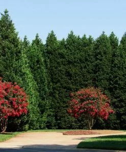 Brighter Blooms Evergreen & Privacy Leyland Cypress Tree 8 Brighter Blooms Evergreen & Privacy Leyland Cypress Tree
