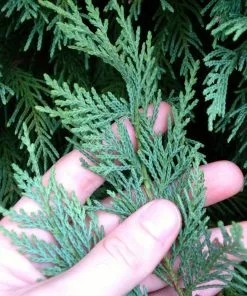 Brighter Blooms Evergreen & Privacy Leyland Cypress Tree 9 Brighter Blooms Evergreen & Privacy Leyland Cypress Tree