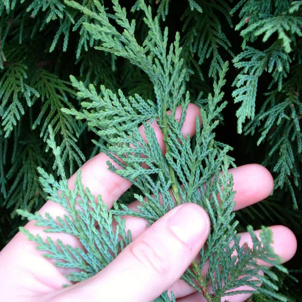 Brighter Blooms Evergreen & Privacy Leyland Cypress Tree 4 Brighter Blooms Evergreen & Privacy Leyland Cypress Tree